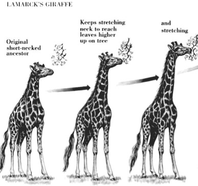 Image depicting the evolution of giraffes