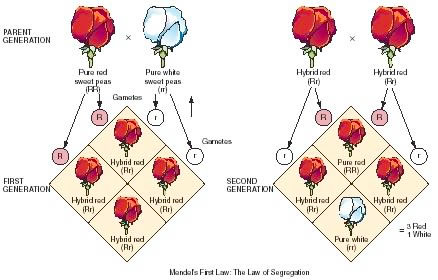 Depiction of the results of cross breeding true breeding strains of garden peas 